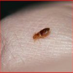 treating your apartment for fleas