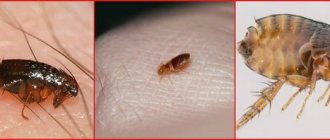 treating your apartment for fleas