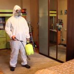 Treating your apartment for lice and fleas