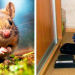 Обработка от крыс