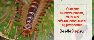 Обыкновенная мухоловка