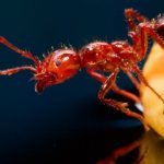 Огненные муравьи