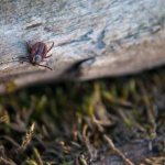 опасна ли нимфа клеща для человека