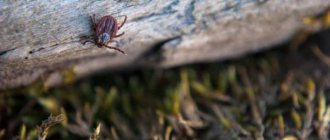 Is a tick nymph dangerous for humans?