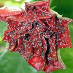 Опасность тли для роз