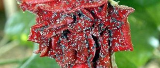 The danger of aphids for roses