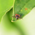 dangerous ticks photo