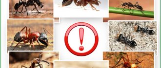 Dangerous ants in a greenhouse