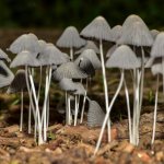 Описание грибов-сапротрофов