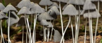 Description of saprotrophic fungi