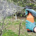 Spraying an apple tree