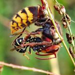 Оса и шершень