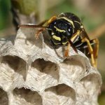Оса-насекомое-Описание-особенности-образ-жизни-и-среда-обитания-осы-20