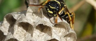 Wasp-insect-Description-features-lifestyle-and-habitat-of-wasp-20