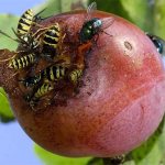 Осы уничтожают урожай