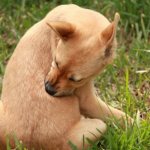 От клещей и блох