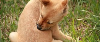 From ticks and fleas