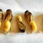 от яйца до взрослой осы