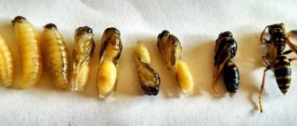 от яйца до взрослой осы