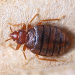 Reviews of chalk Mashenka against bedbugs