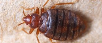 Reviews of chalk Mashenka against bedbugs