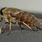 Gadfly-insect-Description-features-species-lifestyle-and-habitat-of-gadfly-4