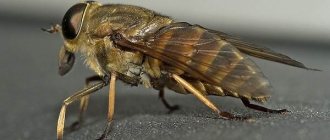 Овод-насекомое-Описание-особенности-виды-образ-жизни-и-среда-обитания-овода-4