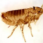 паразит домашних животных