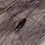 Паразиты у крыс: блохи, власоеды, вши и клещи - лечение и профилактика