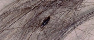 Parasites in rats: fleas, lice eaters, lice and ticks - treatment and prevention