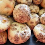 Парша на картошке: как уберечь урожай и избавиться от болезни