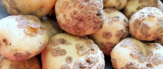 Scab on potatoes: how to protect the harvest and get rid of the disease