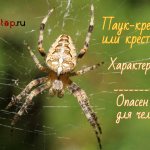 Cross spider