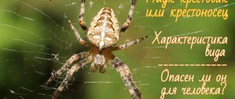 Cross spider