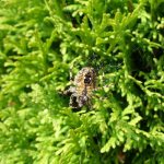 Паук-крестовик ?️ - описание внутреннего и внешнего строения