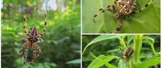 Cross spider