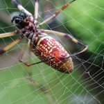 Паук плетет паутину.