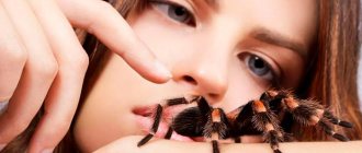 spider crawling on a man