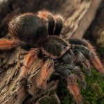 Паук-птицеед-Описание-особенности-виды-образ-жизни-и-среда-обитания-птицееда-23