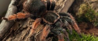Tarantula spider-Description-features-species-lifestyle-and-habitat-tarantula-23