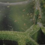 mite web on eggplant