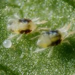 Spider mite