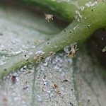 spider mite