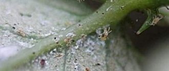 spider mite