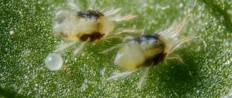 Паутинный клещ