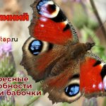 Павлиний глаз