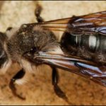 Пчела адрена