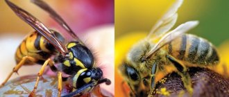 Bee and wasp