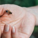 Пчела кусает