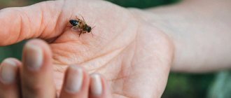Bee bites